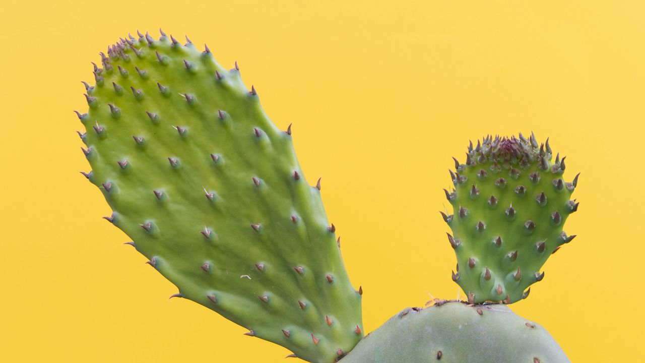 Wallpaper cactus, succulent, prickly, green, minimalism