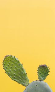 Preview wallpaper cactus, succulent, prickly, green, minimalism