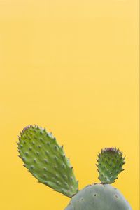 Preview wallpaper cactus, succulent, prickly, green, minimalism