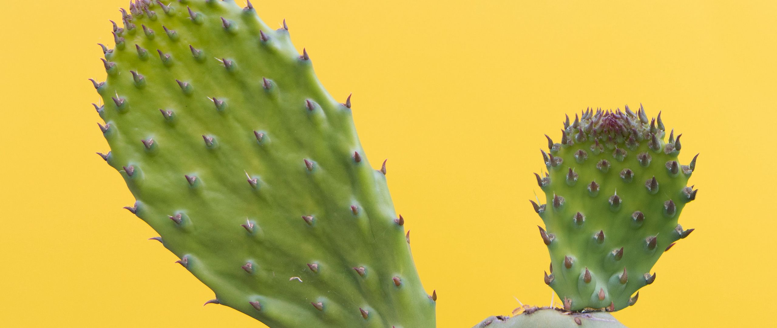 2560x1080 Wallpaper cactus, succulent, prickly, green, minimalism