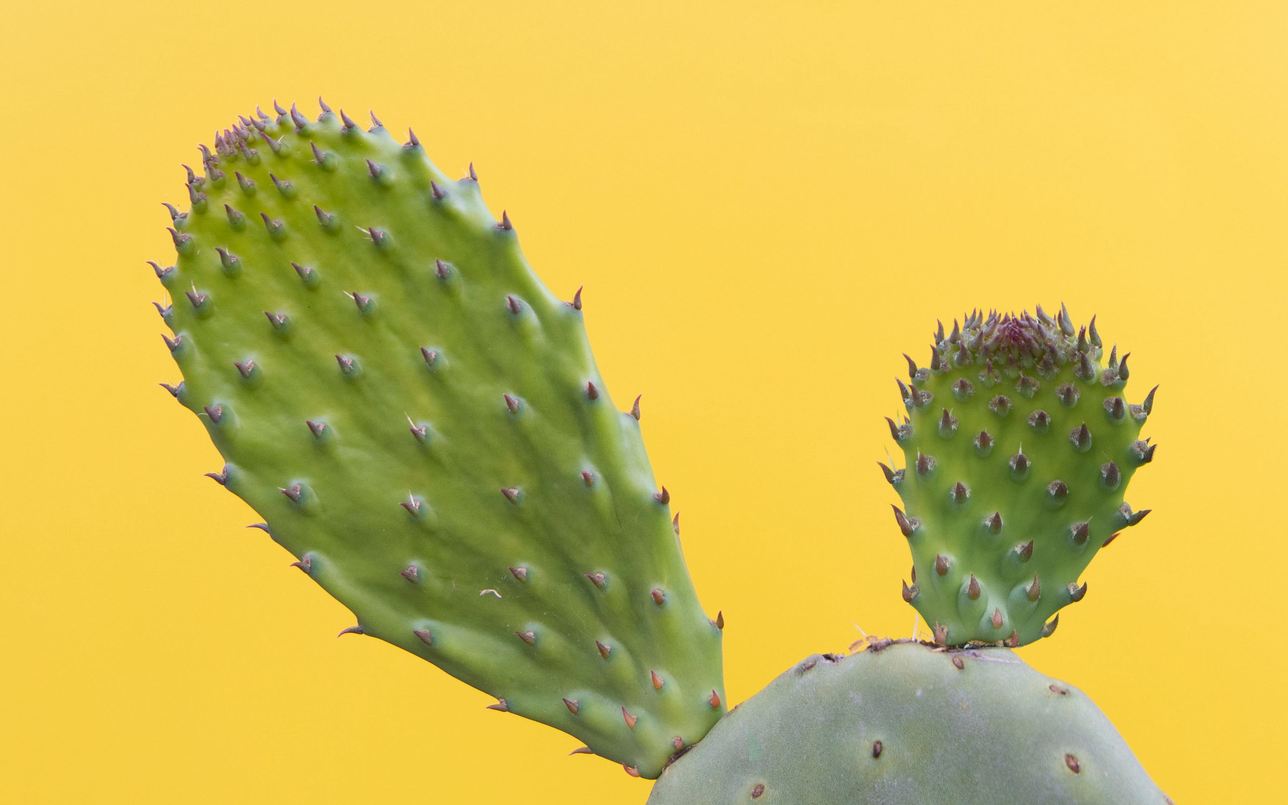 2560x1600 Wallpaper cactus, succulent, prickly, green, minimalism