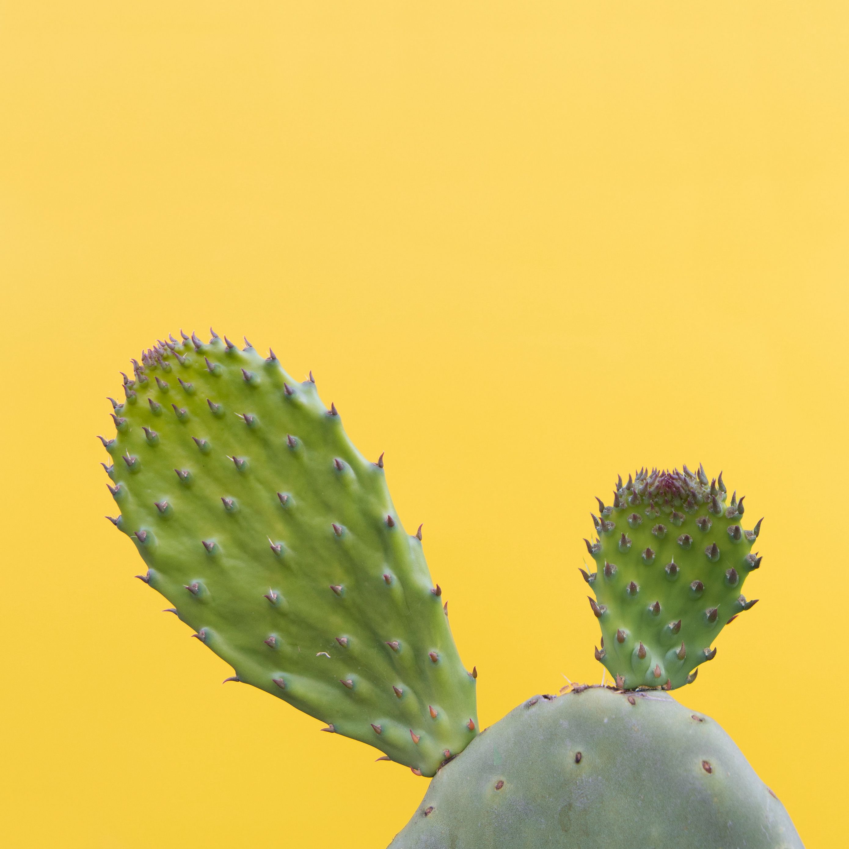 2780x2780 Wallpaper cactus, succulent, prickly, green, minimalism
