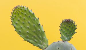 Preview wallpaper cactus, succulent, prickly, green, minimalism