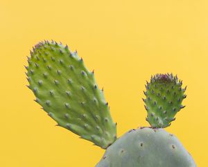 Preview wallpaper cactus, succulent, prickly, green, minimalism