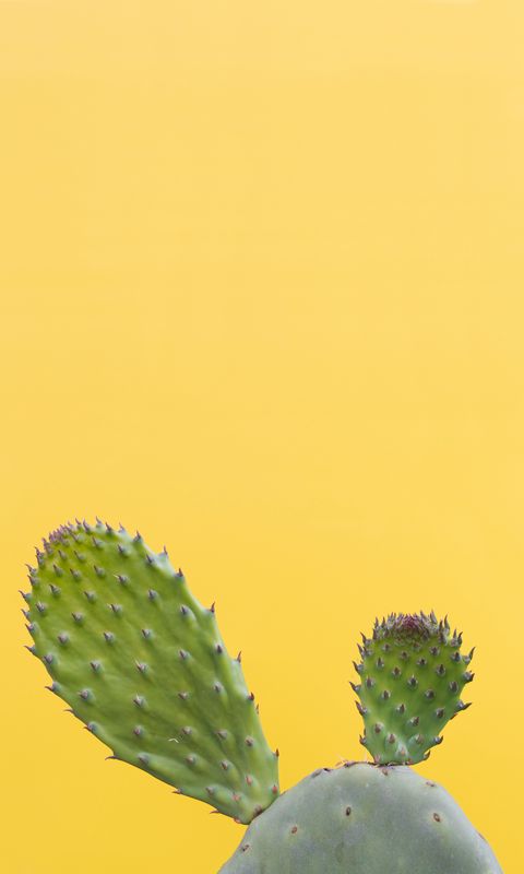 480x800 Wallpaper cactus, succulent, prickly, green, minimalism