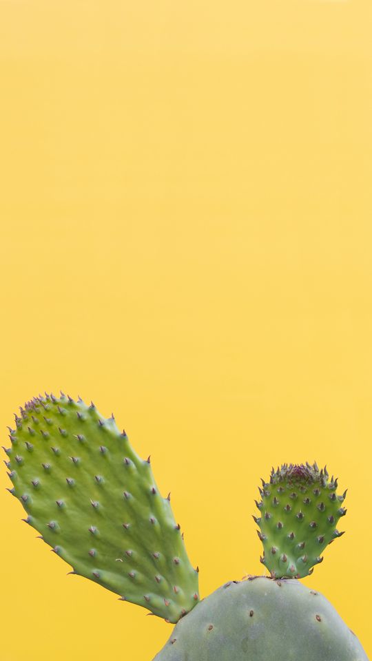 540x960 Wallpaper cactus, succulent, prickly, green, minimalism