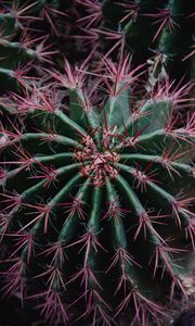 Preview wallpaper cactus, succulent, prickly, plant, macro