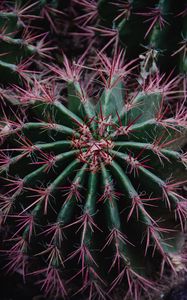 Preview wallpaper cactus, succulent, prickly, plant, macro