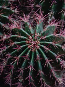 Preview wallpaper cactus, succulent, prickly, plant, macro