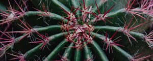 Preview wallpaper cactus, succulent, prickly, plant, macro