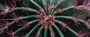 Preview wallpaper cactus, succulent, prickly, plant, macro