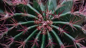 Preview wallpaper cactus, succulent, prickly, plant, macro