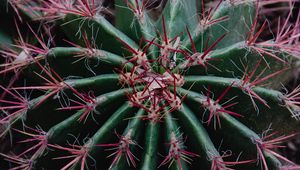 Preview wallpaper cactus, succulent, prickly, plant, macro