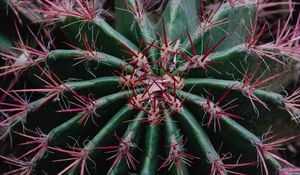 Preview wallpaper cactus, succulent, prickly, plant, macro