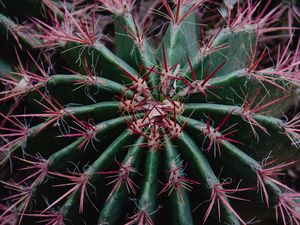 Preview wallpaper cactus, succulent, prickly, plant, macro