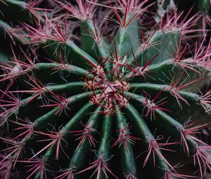 Preview wallpaper cactus, succulent, prickly, plant, macro