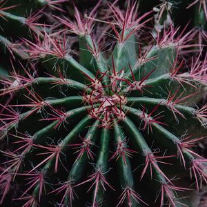 Preview wallpaper cactus, succulent, prickly, plant, macro