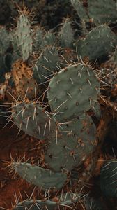 Preview wallpaper cactus, succulent, prickly, green, plant