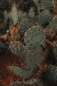 Preview wallpaper cactus, succulent, prickly, green, plant