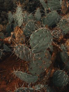 Preview wallpaper cactus, succulent, prickly, green, plant