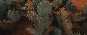 Preview wallpaper cactus, succulent, prickly, green, plant