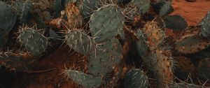 Preview wallpaper cactus, succulent, prickly, green, plant