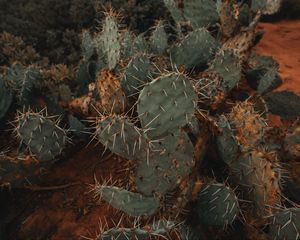 Preview wallpaper cactus, succulent, prickly, green, plant