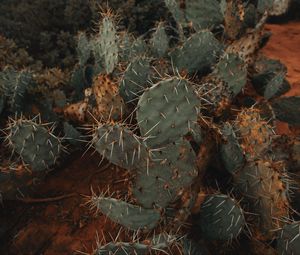 Preview wallpaper cactus, succulent, prickly, green, plant