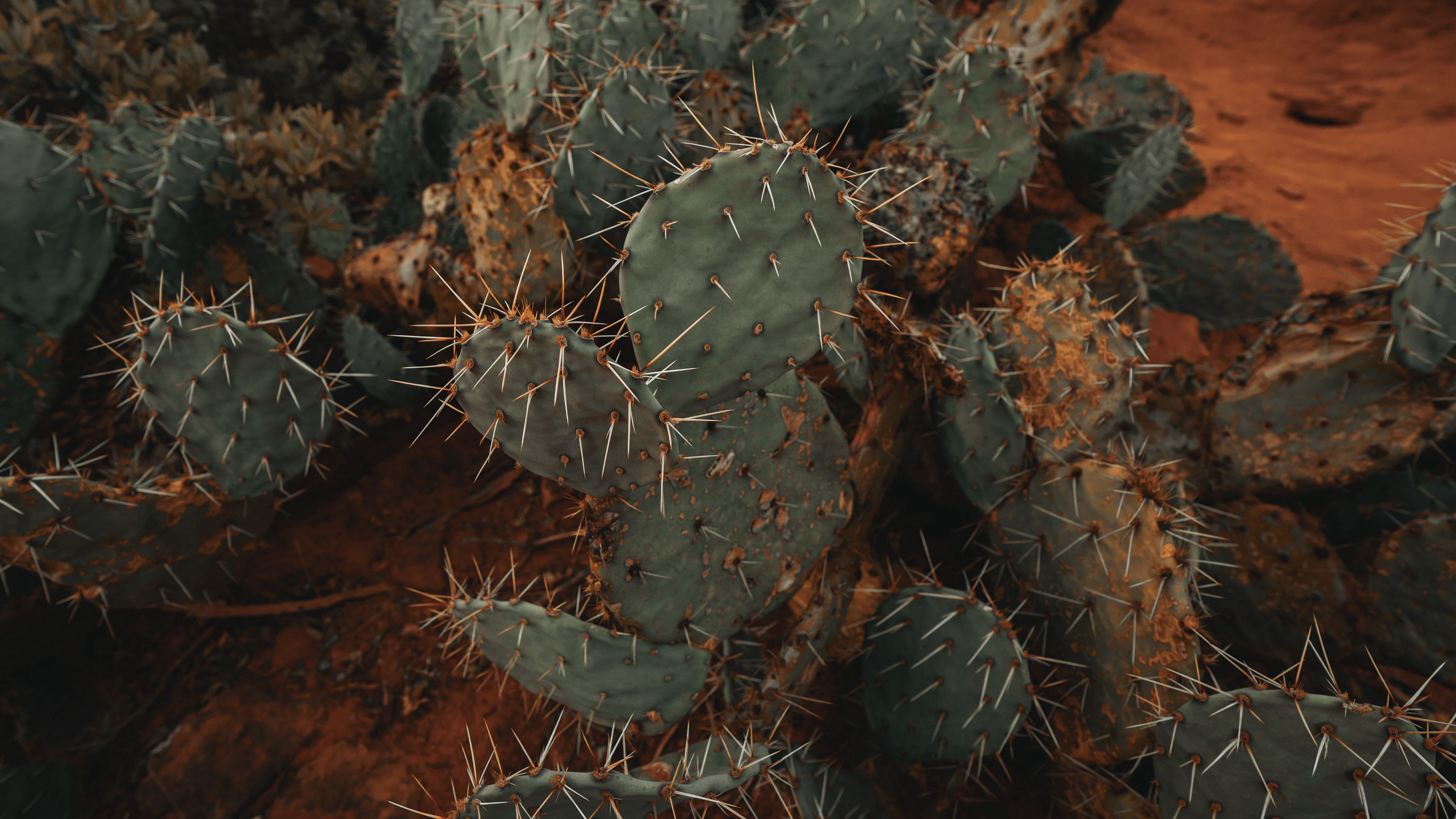 Download wallpaper 3840x2160 cactus, succulent, prickly, green, plant 4k  uhd 16:9 hd background