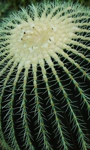 Preview wallpaper cactus, succulent, spines