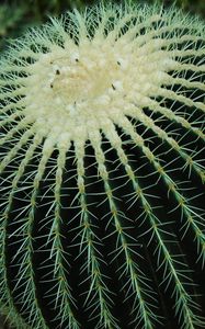 Preview wallpaper cactus, succulent, spines