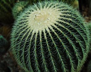 Preview wallpaper cactus, succulent, spines