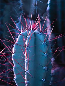 Preview wallpaper cactus, succulent, spines, needles