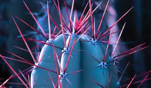 Preview wallpaper cactus, succulent, spines, needles