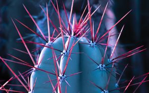 Preview wallpaper cactus, succulent, spines, needles