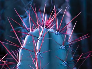 Preview wallpaper cactus, succulent, spines, needles