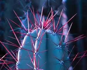 Preview wallpaper cactus, succulent, spines, needles