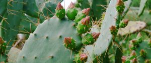 Preview wallpaper cactus, succulent, thorns, flowers