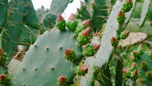 Preview wallpaper cactus, succulent, thorns, flowers