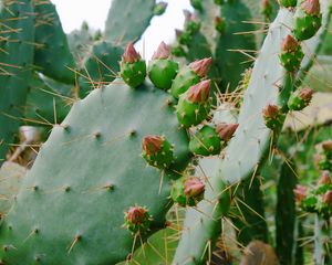 Preview wallpaper cactus, succulent, thorns, flowers