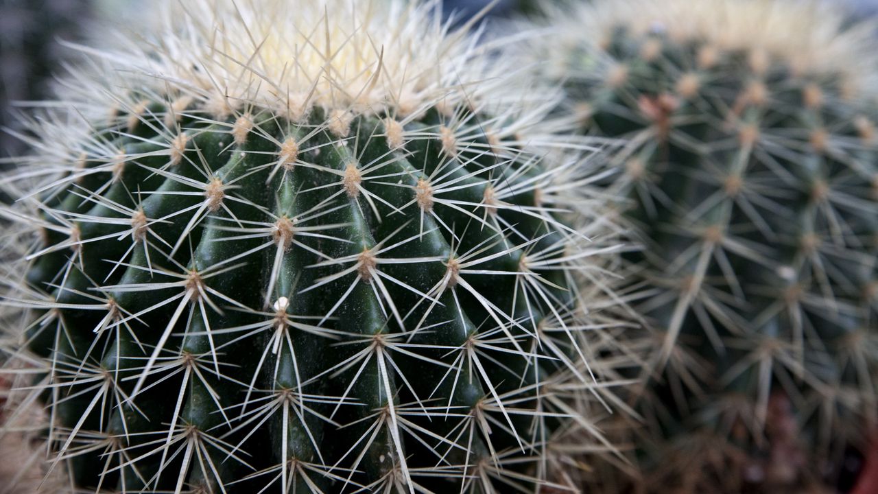 Wallpaper cactus, succulents, thorns, close-up