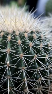 Preview wallpaper cactus, succulents, thorns, close-up