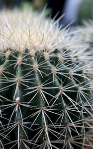 Preview wallpaper cactus, succulents, thorns, close-up