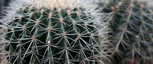 Preview wallpaper cactus, succulents, thorns, close-up