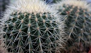 Preview wallpaper cactus, succulents, thorns, close-up