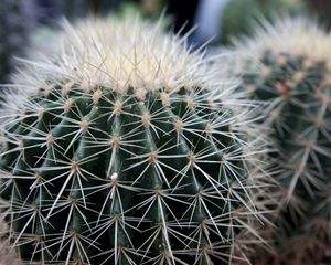 Preview wallpaper cactus, succulents, thorns, close-up