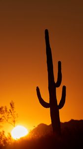 Preview wallpaper cactus, sun, sunset, dusk