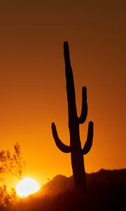 Preview wallpaper cactus, sun, sunset, dusk