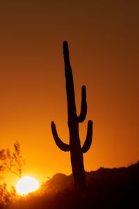 Preview wallpaper cactus, sun, sunset, dusk