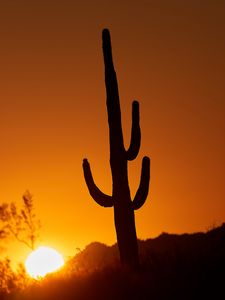 Preview wallpaper cactus, sun, sunset, dusk